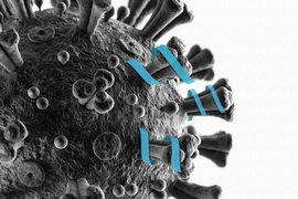 MIT chemists have designed a peptide that can bind to part of the coronavirus spike protein, which they hope may prevent the virus from being able to enter cells.