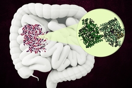 MIT researchers have discovered the structure of an unusual enzyme that some microbes use to break down a component of collagen in the human gut.
