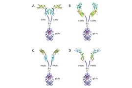 This image shows schematic illustrations for Fc-fused QTY variant cytokine receptors with an antibody-like structure. These illustrations are not to scale and the receptor structures are significantly emphasized for clarity.​​