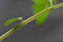 A tomato plant, used in the team's experiments to prove the effectiveness of their microinjection system, has one of the devices, in red, attached to a stem.