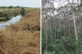 In less than three decades, most of Southeast Asia’s peatlands, such as the one pictured here on the right, have been wholly or partially deforested, drained, and dried out, such as in the photo on the left of a drainage canal. A study by MIT researchers and others reveals the startling prevalence of the destruction and subsidence of these peatlands.