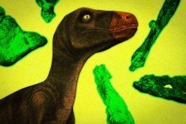 The classic dinosaur family tree has two subdivisions of early dinosaurs at its base: the Ornithischians, or bird-hipped dinosaurs, and the Saurischians, or lizard-hipped dinosaurs. In this photo-illustration, a drawing of a bird-hipped Ornithiscian is surrounded by fossils of a Pisanosaurus, a small bipedal dinosaur whose fossils have been analyzed in a new study.