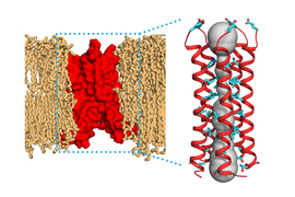Illustration of a protein structure