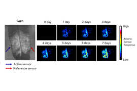 micrographs showing sensor response over time