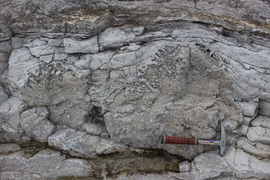 Photo of gray layered rock, approximately a meter wide, featuring a brownish section with linear fossilized indentations