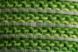 digital fibers on green fabric