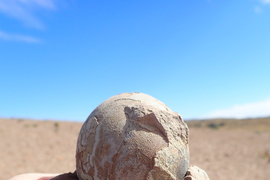 A hand holding a rock from which a fossilized dinosaur egg is protruding