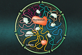nucleoli in nucleus