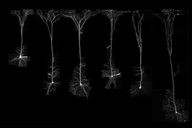 pyramidal neurons