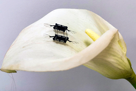 micro robot on flower