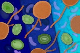 Prochlorococcus graphic