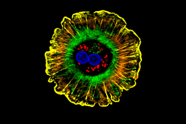 liver cell known as Hepatocyte