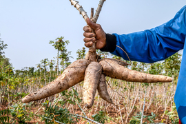 Hand holds a cluster of cassava roots