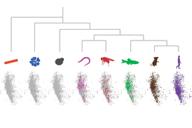 a chart shows species, from bacteria to humans, and how they can share sequences.