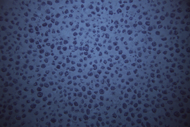 Blue photo shows hundreds of splotchy, dark blue nodules freckling the sea bed.