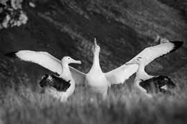 albatross with wings spread in a field