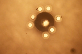 A video still shows particles smaller than 2mm. They are circular and tan with a faint border around them. One particle in the center has brown border around it that grows, then disappears with particles popping away and back.