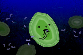 In the dark ocean, a cartoon illustration shows a green oval microbe Prochlorococcus eating a dead purple microbe that looks like a Cheeto. A few other microbes appear in background.