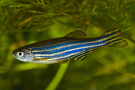 A blue and gold zebrafish