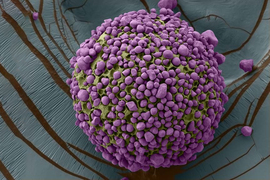 Colorized SEM image shows a green sphere covered in purple rocks that fit into the sphere’s pock-marked crevices.