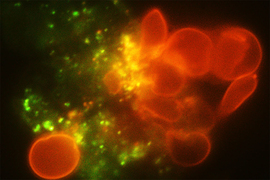 Dynamic image shows red blood cells crashing into tiny, fluorescent green particles on black background.