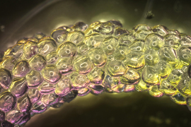 Closeup of squishy hydrogels making a rope. They look like fish eggs or clear water balloons, with pink and yellow light.