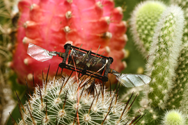A tiny black robot has wings, shiny like a dragonfly’s wings. It sits on a cactus, with spikes and red bloom.