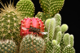 Beautiful spiky cacti, with a tiny black robot resting on a cactus in the middle. 