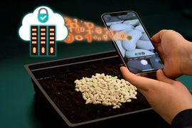 A pile of seeds, with small brown circular tags on them, is inspected with a cell phone’s camera. A single brownish seed tag is seen clearly on the phone’s screen. Then, 0’s and 1’s emanate from the camera and go to an illustration of a cloud and server, signifying the way the seed tags are verified remotely.