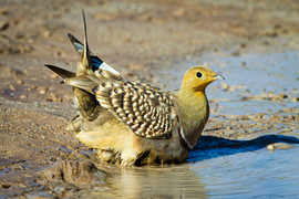 A sandgrouse ruffles their feathers at the edge of a watering hole.  The sandgroupse is light brown with some orange in their face. The wing feathers have dark tips, and tail feathers have large black tips.