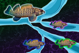Illustration has a black, rocky background, a large river forks off. A large greenfin darter is overlayed on the large river. The 3 forks each have smaller greenfin darters, each with a unique colorful glow.