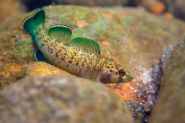 The fish is amongst rocks, and it has bright green and blue fins. It has speckled orange, brown, and white scales.