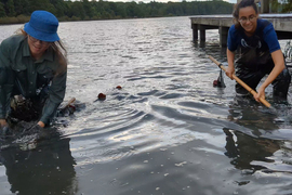 Two people in knee-deep water use long rods as a tool