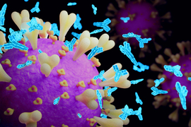 Rendering shows a purple spherical coronavirus on the left side. Light blue antibodies, shaped like a Y, surround the coronavirus. 