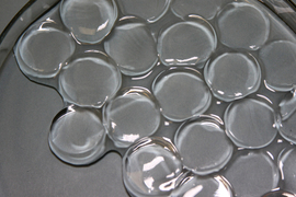 Inside a petri dish are about 20 circular hydrogel discs. They are transparent, shiny, and appear soft.