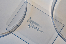 Between two petri dishes and on a rectangle of glass is a tiny device made from the new Jell-O-like polymer hydrogel. Shaped like a rake, it has paths inside to connect electrodes.