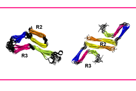 Two structures, resembling craft cords, are side by side with evenly distributed sections of orange, yellow, blue, pink and green with black in-between. Flexible segments are labeled as “R2” while rigid segments are labeled “R3”.