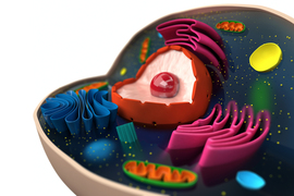 Rendering of a human cell, cut open to display brightly colored organelles inside