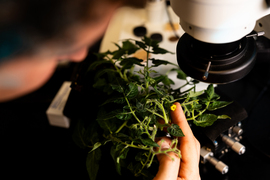 Marelli inspects a bloom on a plant next to a microscope.