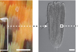 Four images show the butterfly; the butterfly scales; the ridges of a single scale; and an extreme closeup of a few ridges.