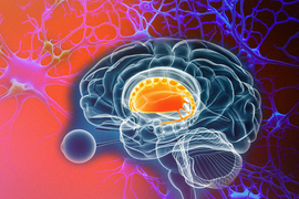 Illustration in which the striatum is highlighted inside a brain with neurons in background.