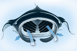 Arrows show how water and particles move in an open Mobula ray mouth.