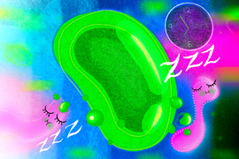 Cartoony illustration of a large green bean-shaped Prochlorococcus shedding bits of itself, as pink SAR11 happily sleep and eat.