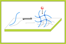 Diagram showing protein fibers linked with mussel-inspired polymers 