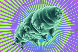 A tardigrade on colorful background