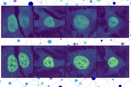 On top row is four blurry images of cells. On bottom row, the cells are much more distinct. 