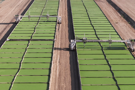 Long rows of crops with machines