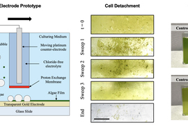 On left, a schematic of the system shows how hydrogen bubbles and algae are removed. Middle, close-ups show reduction of algae coverage. Right, Two photos show three vials. Two vials are green but the “No PEM” vial is clear.