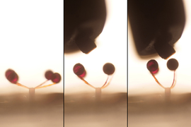 Three video screengrabs show the robotic gripper, made of three lollipops, responding to a magnet.