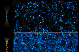 On top, vein-like objects are vaguely outlined in blue. On bottom, a more 3D, detailed view of the veins are pictured.